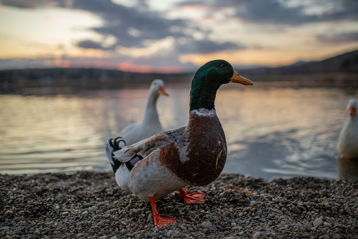 Wild duck standing next to a lake at sunset