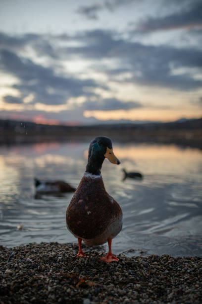 Wild duck standing next to a lake at sunset