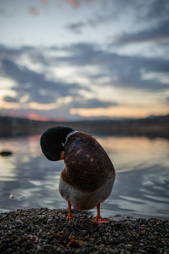 Wild duck standing next to a lake at sunset