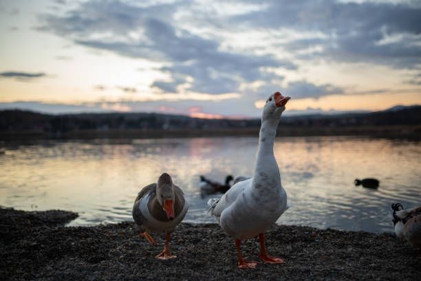 beautiful white goose walking around the water at sunset