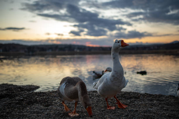 beautiful white goose walking around the water at sunset
