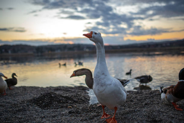 White-fronted goose standing by the lake