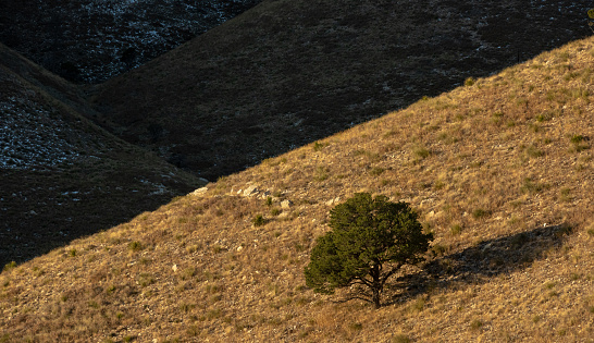 Single Tree Stands In The Warm Sunlight in Guadalupe Mountains National Park