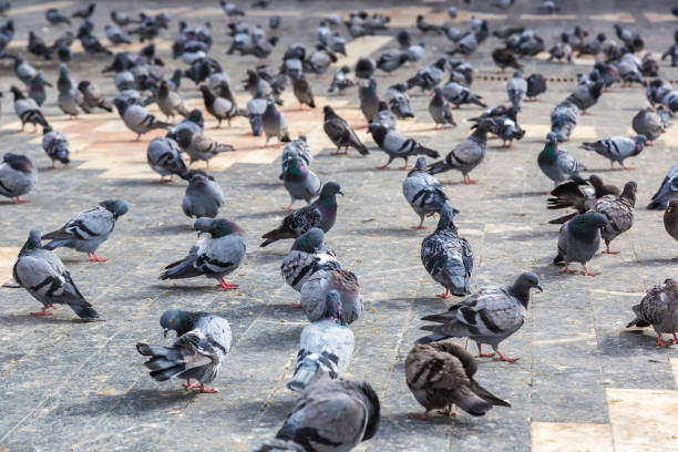 istock A lot of doves 2056092746
