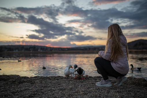 Young woman feeding wild birds, ducks, geese by lake at sunset