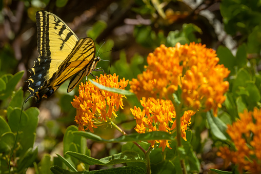 Tiger Swallowtail Butterfly Lands On Bright Orange Butterfly Milkweed in Zion