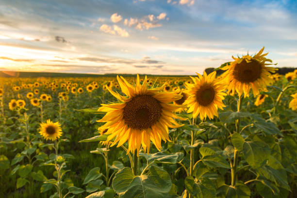 istock Field of blooming sunflowers 2056102539