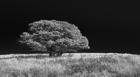 Tree Stands Alone On Ridge In Guadalupe Mountains National Park