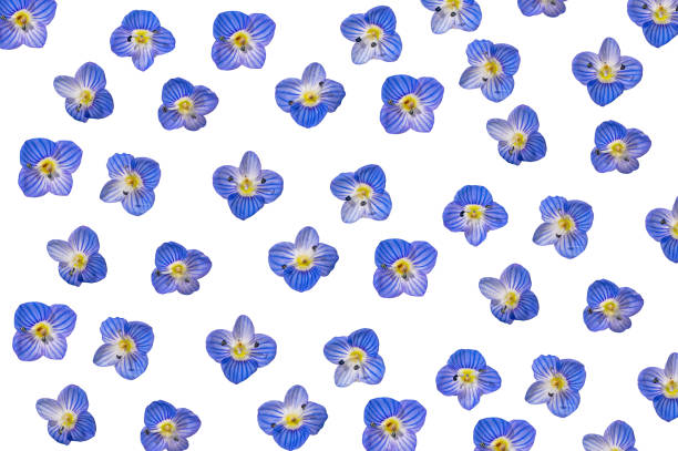 Tiny blue flowers veronica polita background.