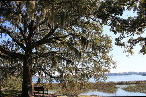 Bench and Cannon under a live oak tree with spanish moss dangling off in Beaufort Soth Carolina.