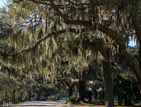 A serene street winds through a canopy of trees adorned with Spanish moss, creating a mystical atmosphere as the moss sways gently in the breeze hanging over Bay Street In Beaufort South Carolina.