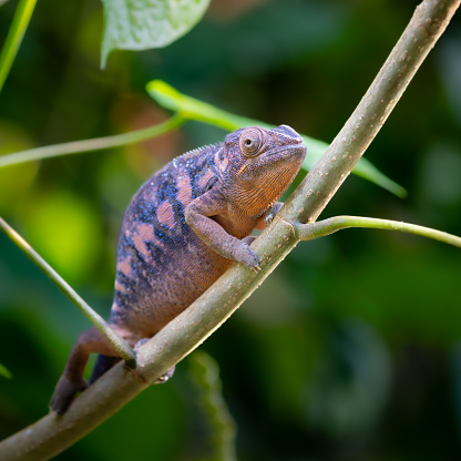 Panther chameleon on a branch, female