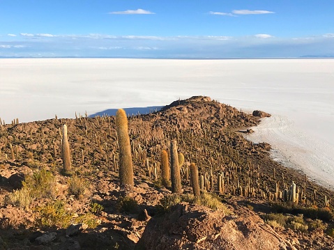 Bolivia Salar de Uyuni Cacti island in the salt desert.