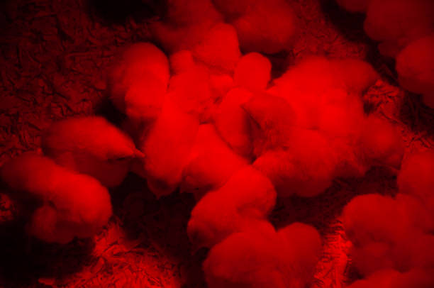 istock Adorable chicks only a couple of days old 2056157781
