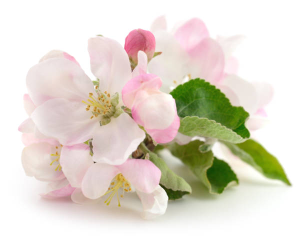 istock Apple flowers with leaves. 2056161425