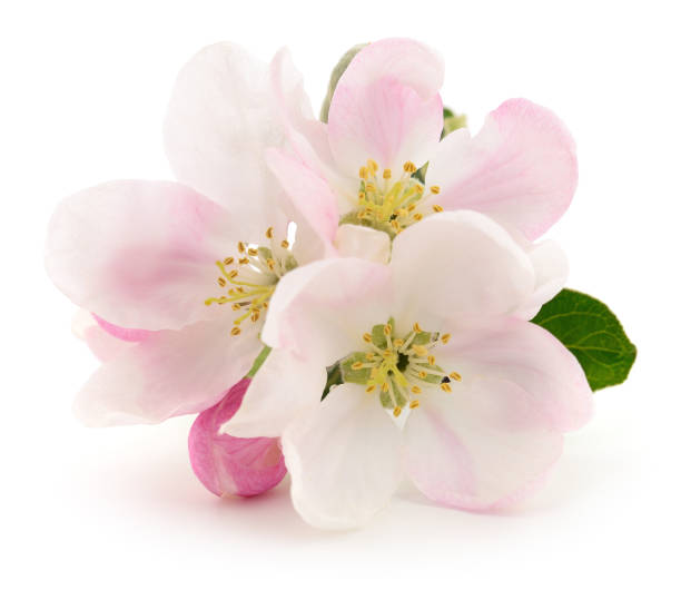 istock Apple flowers with leaves. 2056161429