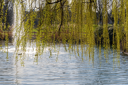 Cologne, Germany, March 2024:  Pond and branches of Weeping Willow in Springtime in Mülheimer Stadtgarten, a public park in district Mühlheim