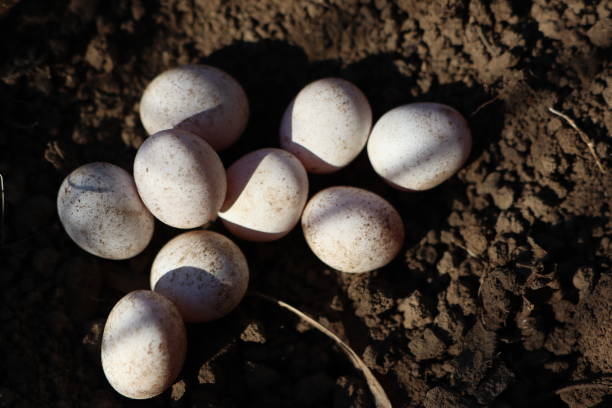 istock Organisms lay oval eggs on soil, amidst twigs and natural materials 2056183696