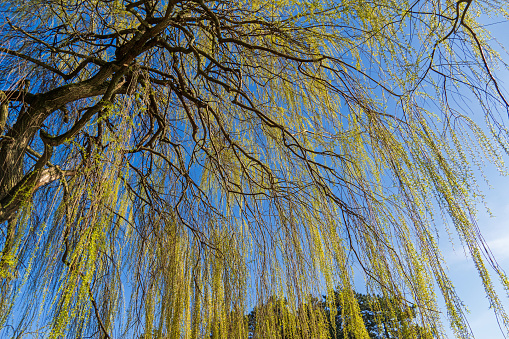 March 2024: Weeping Willow Tree with fresh yellow leaves