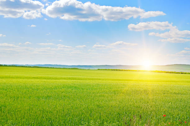 istock Green wheat field and sunrise. 2056206929