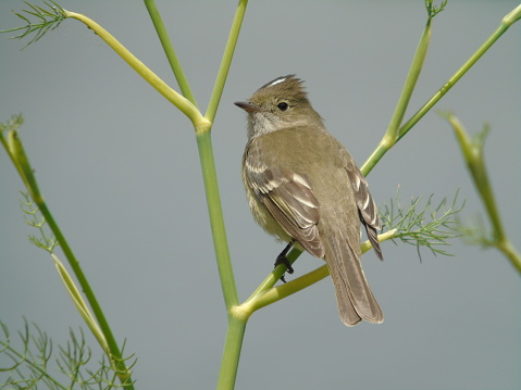 perched on branch in winter. Faded vegetation. Background of blurred vegetation.