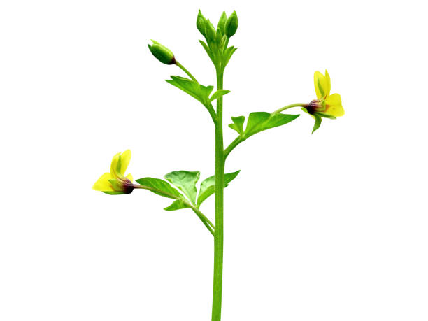 istock Cleome viscosa or Arivela viscosa 2056213862