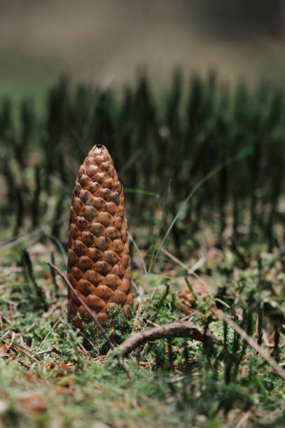 Closeup macro of pine cone in forest