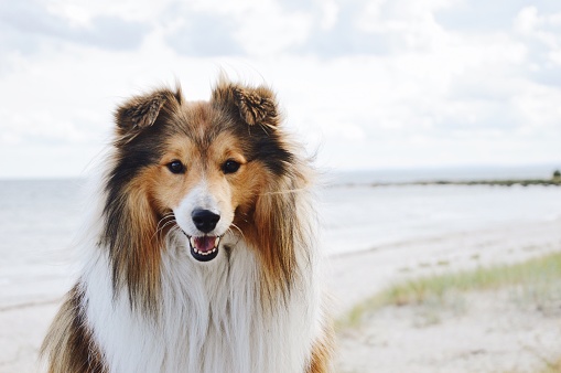 Portrait of a Sheltie Shetland Sheepdog dog on the beach