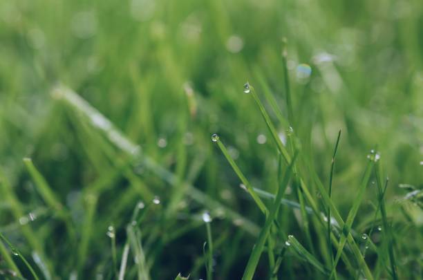 istock Closeup macro of green grass with small raindrops 2056216951