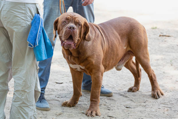 Dogue de Bordeaux Pants Dogue de Bordeaux Pants