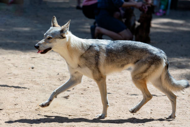 istock czechoslovak wolfdog posing outdoor in nature 2056224342