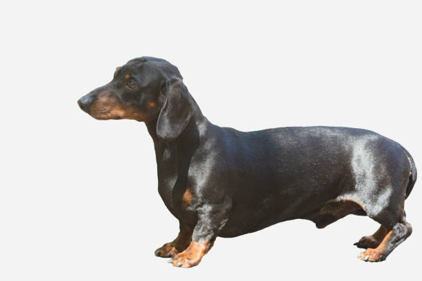 istock A cute smooth-haired dachshund  close-up on a white background 2056224866