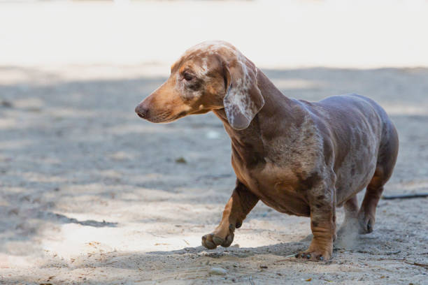 The dachshund , also known as the wiener dog, badger dog, and sausage dog, is a short-legged, long-bodied, hound-type dog breed.