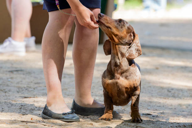 istock A cute smooth-haired dachshund showing off during a dog show 2056225394