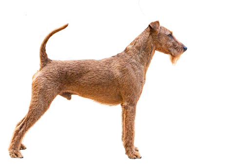 The Irish Terrier (Irish: Brocaire Rua) is a dog breed from Ireland, one of many breeds of terrier.