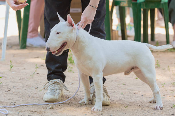 istock Exhibition dog bull terrier posing at a dog show. 2056227472