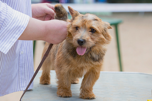 The Norwich Terrier is a breed of dog originating from the United Kingdom and bred for hunting small rodents