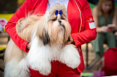 Shih Tzu in all its glory at the dog show
