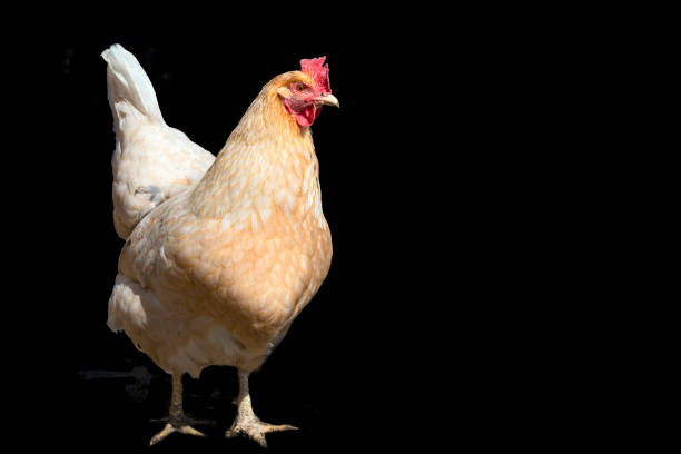 The chicken (Gallus domesticus) is a domesticated bird, with attributes of wild species such as the red and grey junglefowl[1] that are originally from Southeastern Asia.