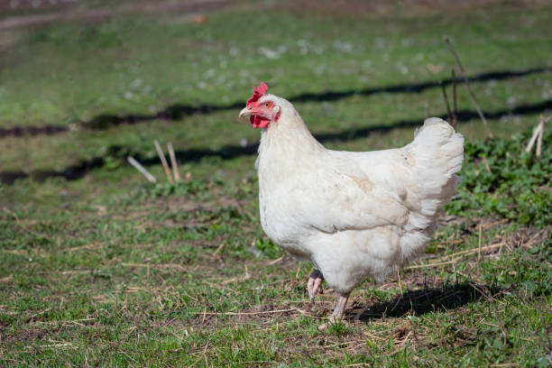 istock A white laying hen walks freely in the village 2056236331