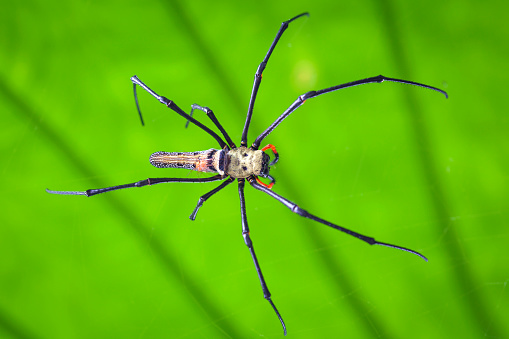 Nephila pilipes (northern golden orb weaver or giant golden orb weaver) is a species of golden orb-web spider. It resides all over countries in East and Southeast Asia as well as Oceania.