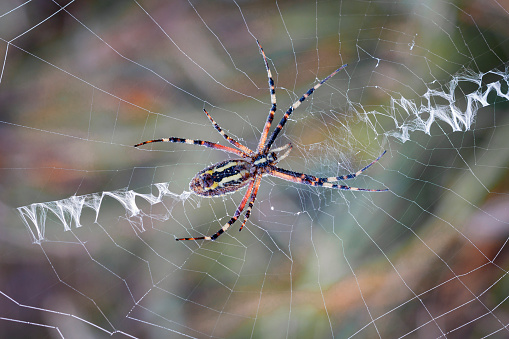 Spiders (order Araneae) are air-breathing arthropods that have eight legs, chelicerae with fangs generally able to inject venom,[2] and spinnerets that extrude silk