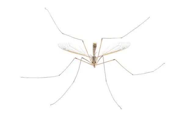 Cranefly species Tipula Sayi daddy longlegs in high definition with extreme focus and DOF depth of field isolated on white background. often mistaken as a larger mosquito. top front face view