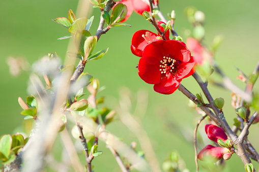 small red quince flower on the bush