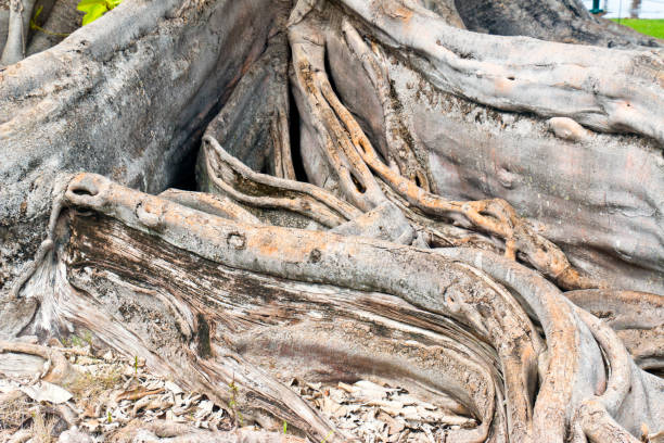 Roots of a 150 years old kapok tree (Ceiba pentandra) in Florida, USA. The kapok tree is a mighty, deciduous tree with an umbrella-shaped to round crown that reaches heights of up to 75 meters and a trunk diameter of over 3 meters. The grayish bark is relatively smooth. It can live over 500 years. It is one of the largest trees in the tropical rainforest.