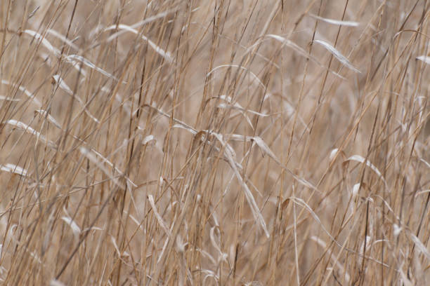 Dry wild plant in the sun