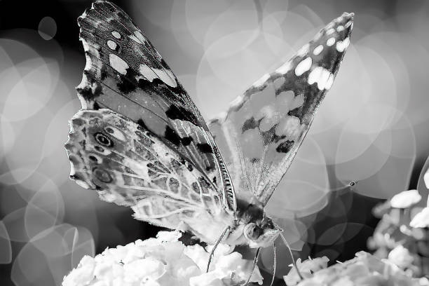 Makro Aufnahme eines Schmetterling in schwarz und weiss