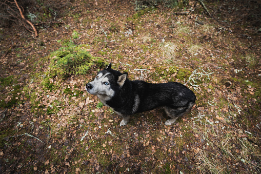 Husky dog in the forest, photo with a wide-angle lens. High quality photo