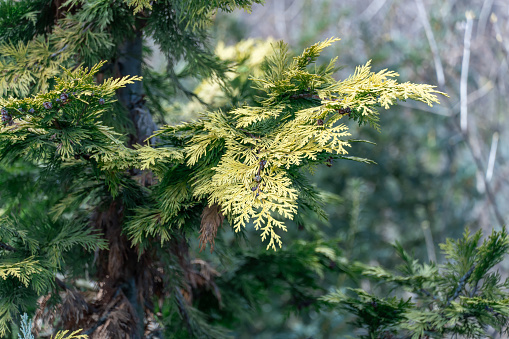 Yellow young shoots thuja occidentalis growing in garden. Evergreen coniferous tree twigs of western thuja salland. Nature concept for design family cupressaceae. Yellow-green foliage on branch.