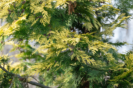 Yellow young shoots thuja occidentalis growing in garden. Evergreen coniferous tree twigs of western thuja salland. Nature concept for design family cupressaceae. Yellow-green foliage on branch.